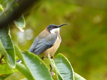 Close-up of bird perching on plant