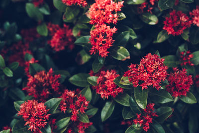 Close-up of red flowering plants