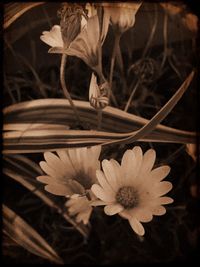 Close-up of flowers