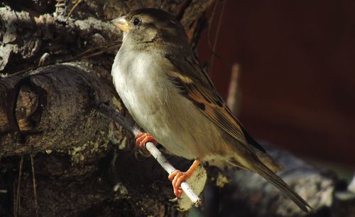 Close-up of bird perching on a tree