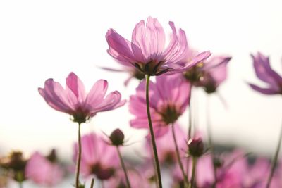 Close-up of pink cosmos flowers blooming against sky