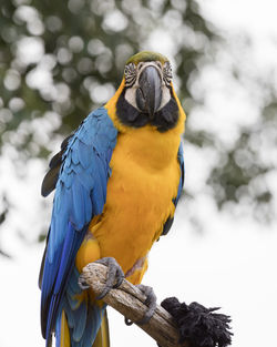 Ara ararauna parrot on its perch