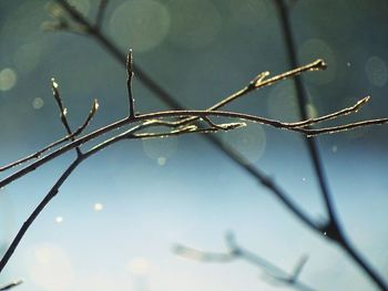 Close-up of plant against blurred background