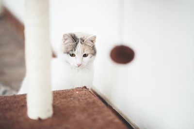 Cat relaxing by table at home