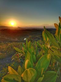 Plants growing on land against sky during sunset