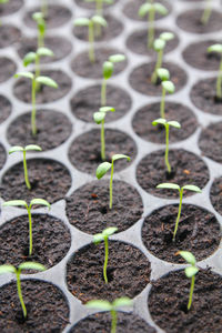 Close-up of young plants growing in row