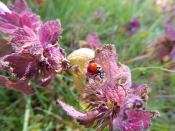 Close-up of insect on purple flower