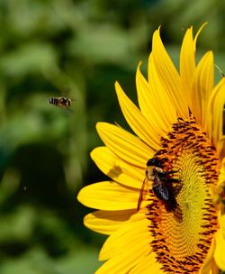 Close-up of bee on yellow flower