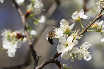 Close-up of bee on white flower