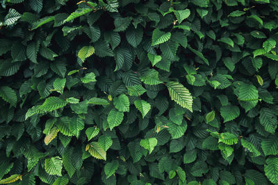 Full frame shot of green plants