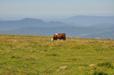 Cow grazing on field against sky