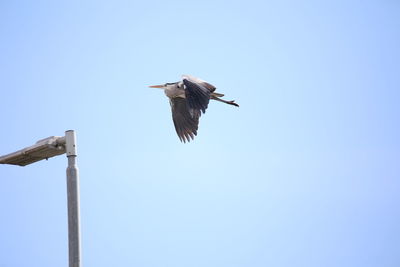 Low angle view of bird flying against clear blue sky