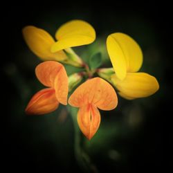 Close-up of yellow flowering plant