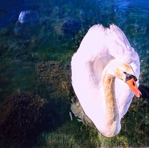 Close-up of swan swimming in sea