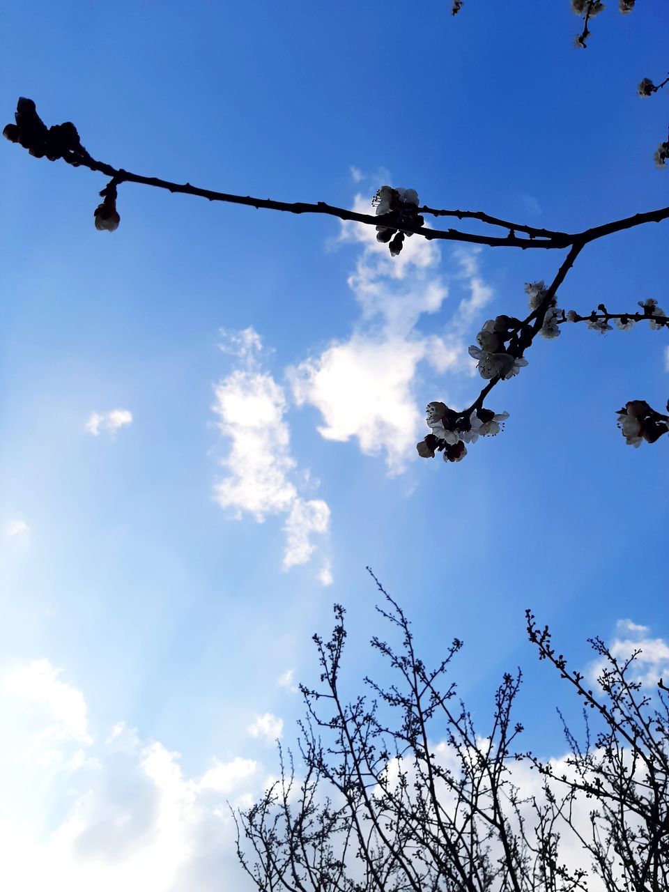 LOW ANGLE VIEW OF SILHOUETTE TREE BRANCH AGAINST SKY