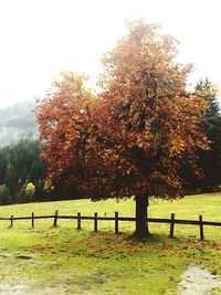 Trees on field
