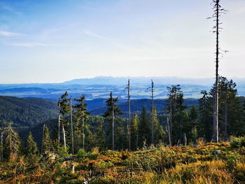 Pine trees in forest against sky