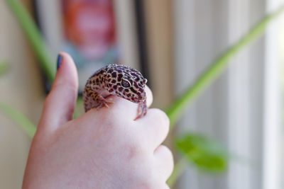 Close-up of butterfly on hand