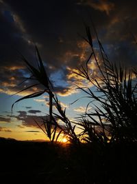 Close-up of silhouette plants on field against sky