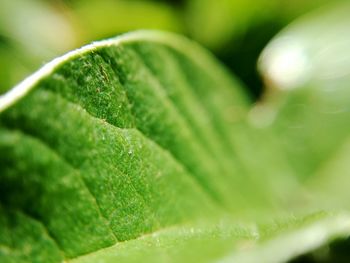 Close-up of water drops on leaf