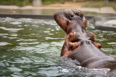 Close-up of a turtle in water