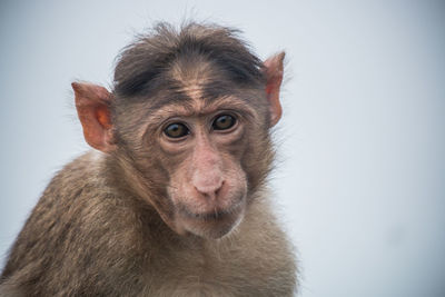 Close-up portrait of monkey against sky