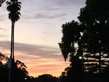 Low angle view of palm trees against sky