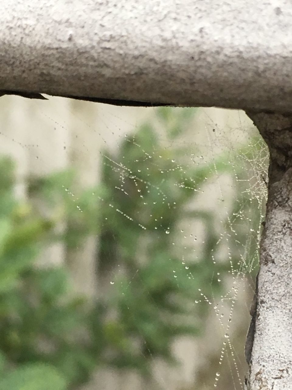 CLOSE-UP OF WET SPIDER WEB THROUGH WINDOW