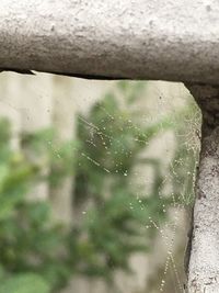 Close-up of wet spider web on window