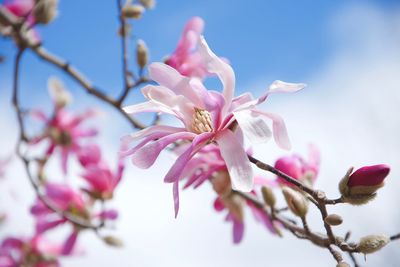 Close-up of pink cherry blossoms in spring