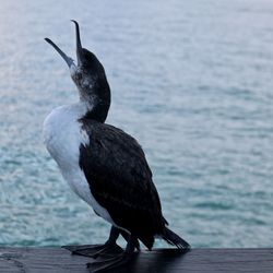 Close-up of bird perching on wood