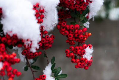 Close-up of red berries on plant