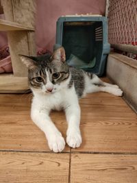 Portrait of cat relaxing on hardwood floor