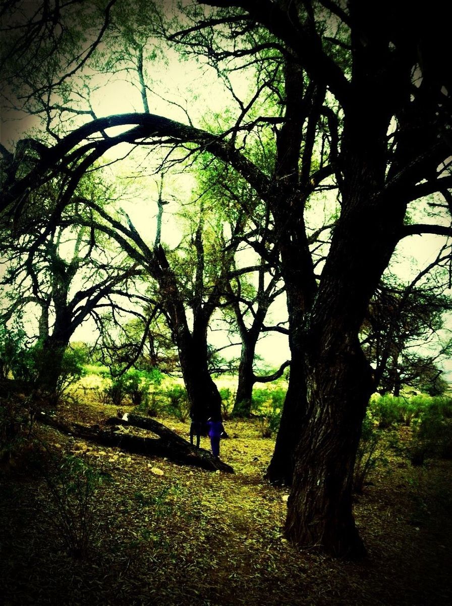 tree, tree trunk, tranquility, grass, growth, branch, nature, tranquil scene, field, beauty in nature, landscape, sky, shadow, scenics, sunlight, green color, outdoors, non-urban scene, day, solitude