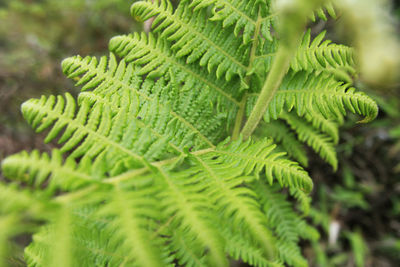 Close-up of fern leaves