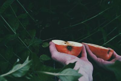 Close-up of hand holding small plant