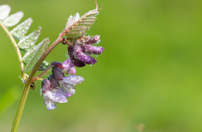 Close up of a bush vetch flower covered in water droplets