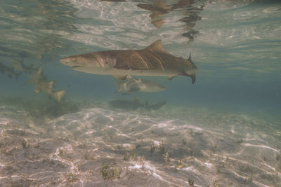 animal wildlife