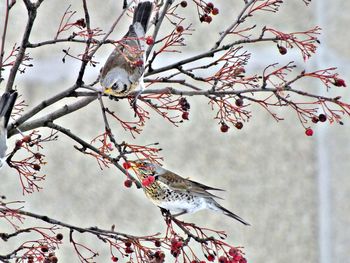 Low angle view of bird perching on tree against sky