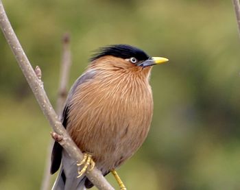 Close-up of bird perching on branch