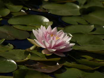 Close-up of lotus water lily in pond