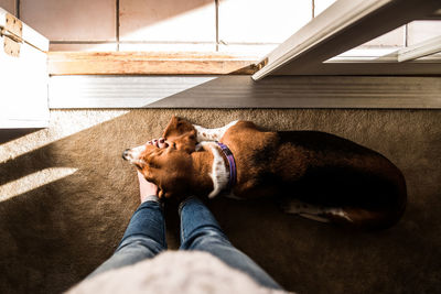 Dog laying on woman's feet by door in sunshine, from above
