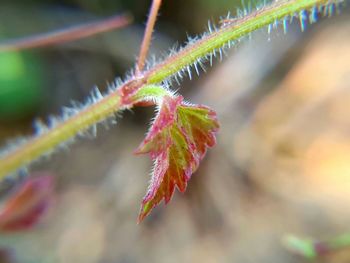 Close-up of pink leaves
