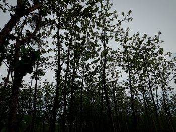 Low angle view of trees against sky