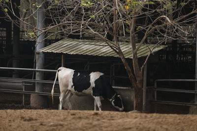 Cows standing in ranch