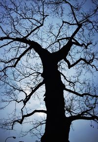 Low angle view of bare trees against sky