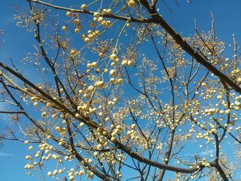 Low angle view of tree against sky