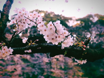 Close-up of cherry blossoms in spring