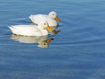 Swans swimming in lake