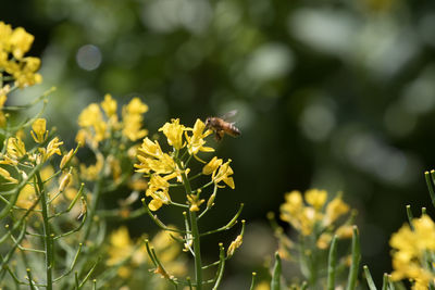 Close-up of bee pollinating flower